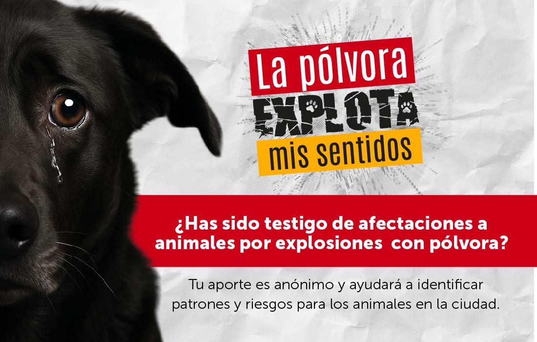 Indagación de percepción ciudadana alerta por afectaciones en animales por uso de pólvora en Bogotá durante la “noche de las velitas”